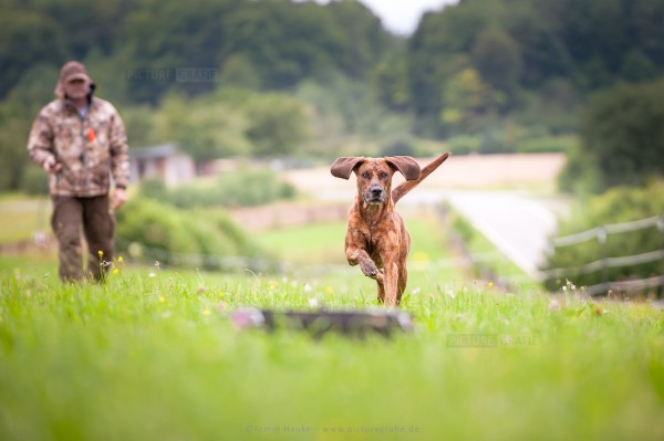 Hundeservice-Peter-M-ller-jagdliche-Brauchbarkeit