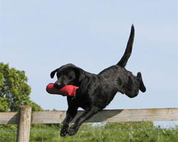 hund mit dummy springt über zaun