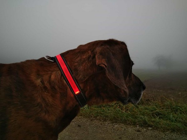 Leuchthalsband Light Collar USB