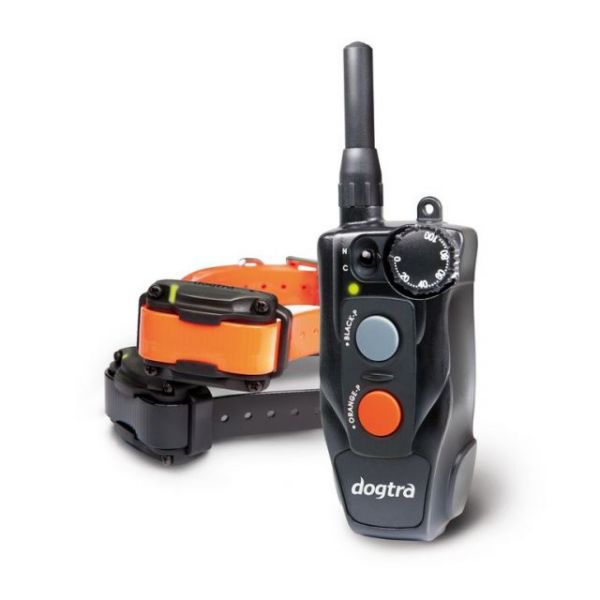Ferntrainer für 2 Hunde