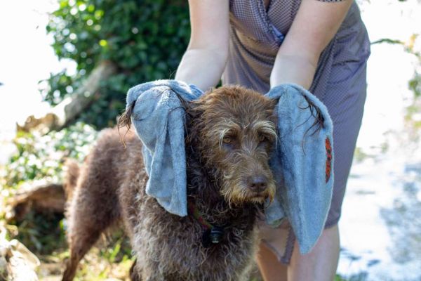 Easy Dry Hundehandtuch Anwendung